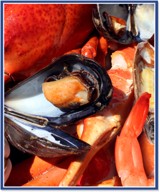 Mussels